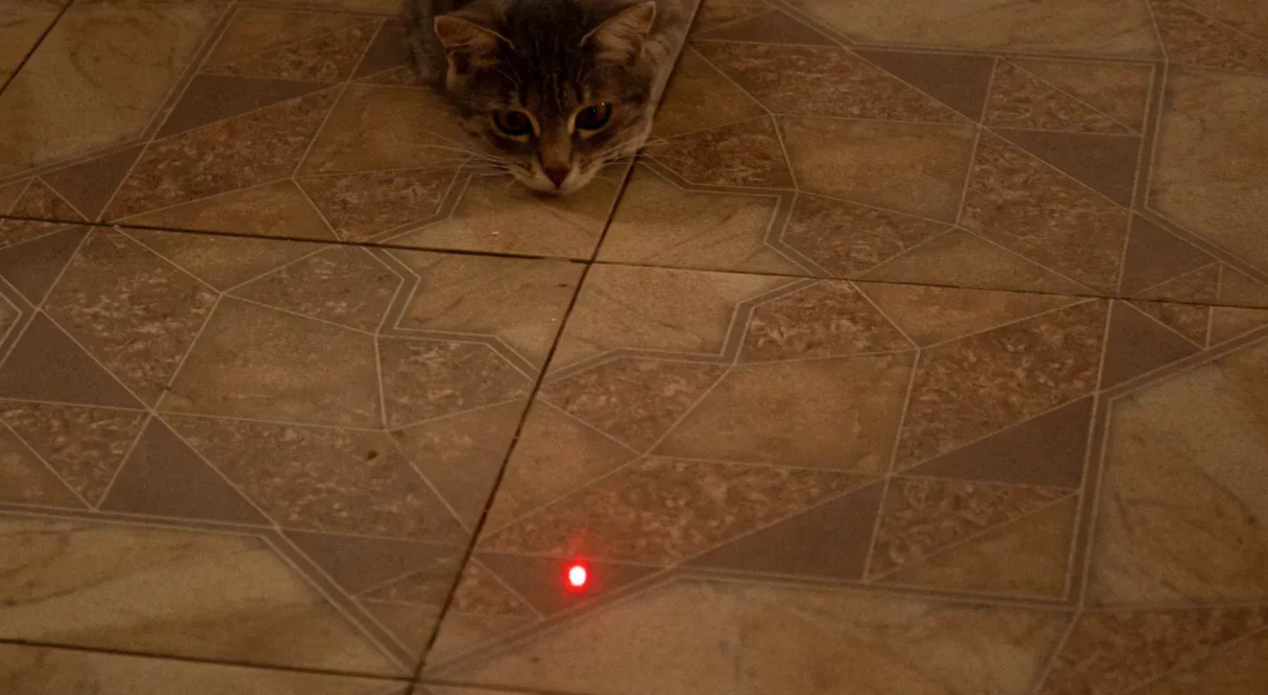Why Cheap Indoor Pet Lasers WON'T Scare Away Farm Geese
